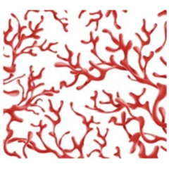 Porte-monnaie - Red Corals
