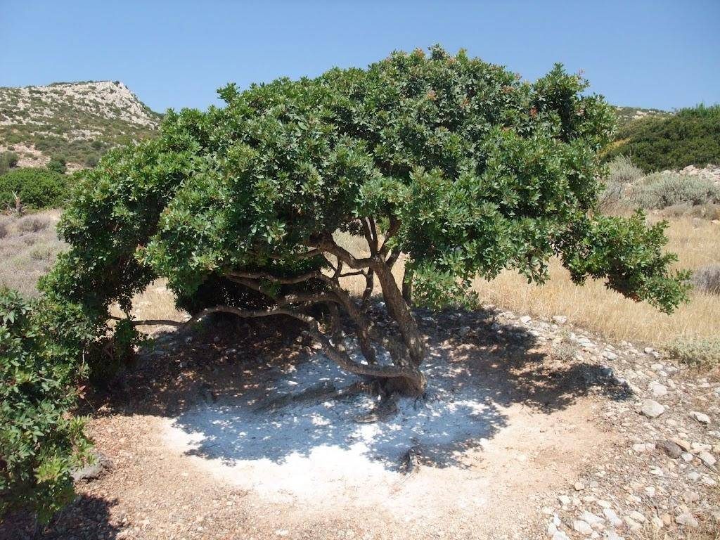 Arbre à Mastiha de l'île grecque de Chios