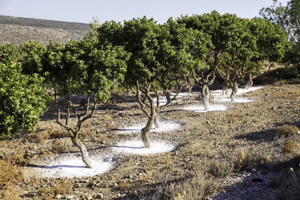 Mastiha or mastic trees on the island of Chios