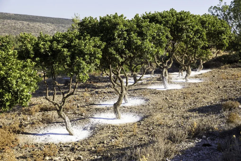 Arbres à mastiha sur l'île de Chios