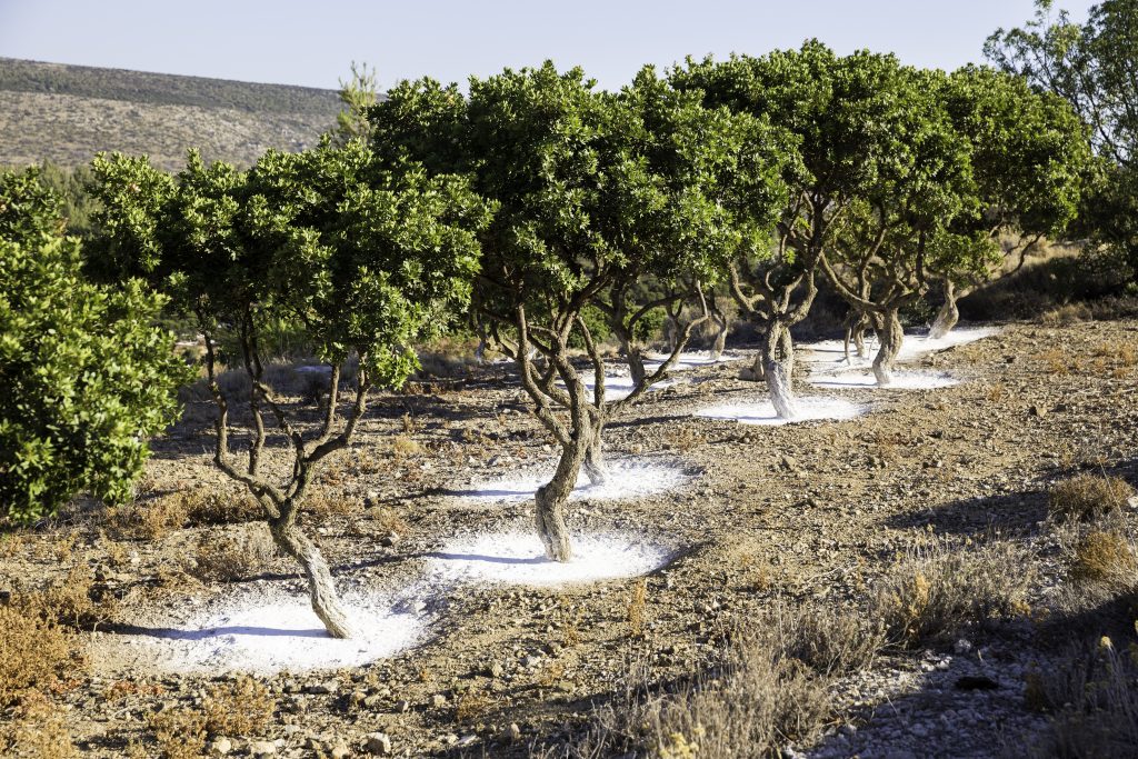 Mastic tree garden in Chios island, Greece