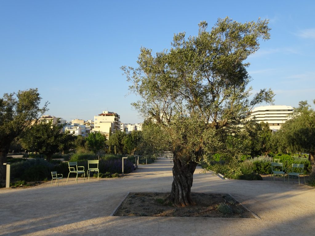 L'olivier, l'arbre symbole de la Grèce au parc de SNFCC