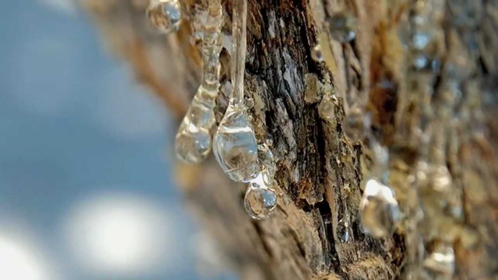 Résine s'écoulant d'un arbre à Mastiha de l'île de Chios en Grèce