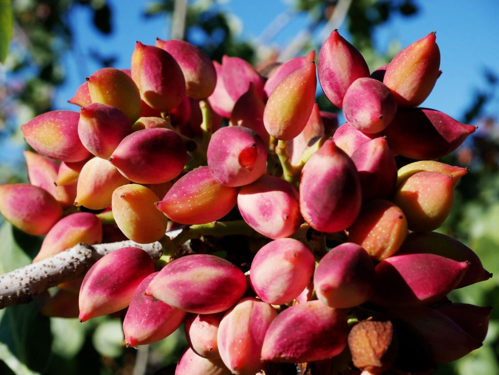 Pistachier de l'île grecque d'Égine, capitale de la pistache