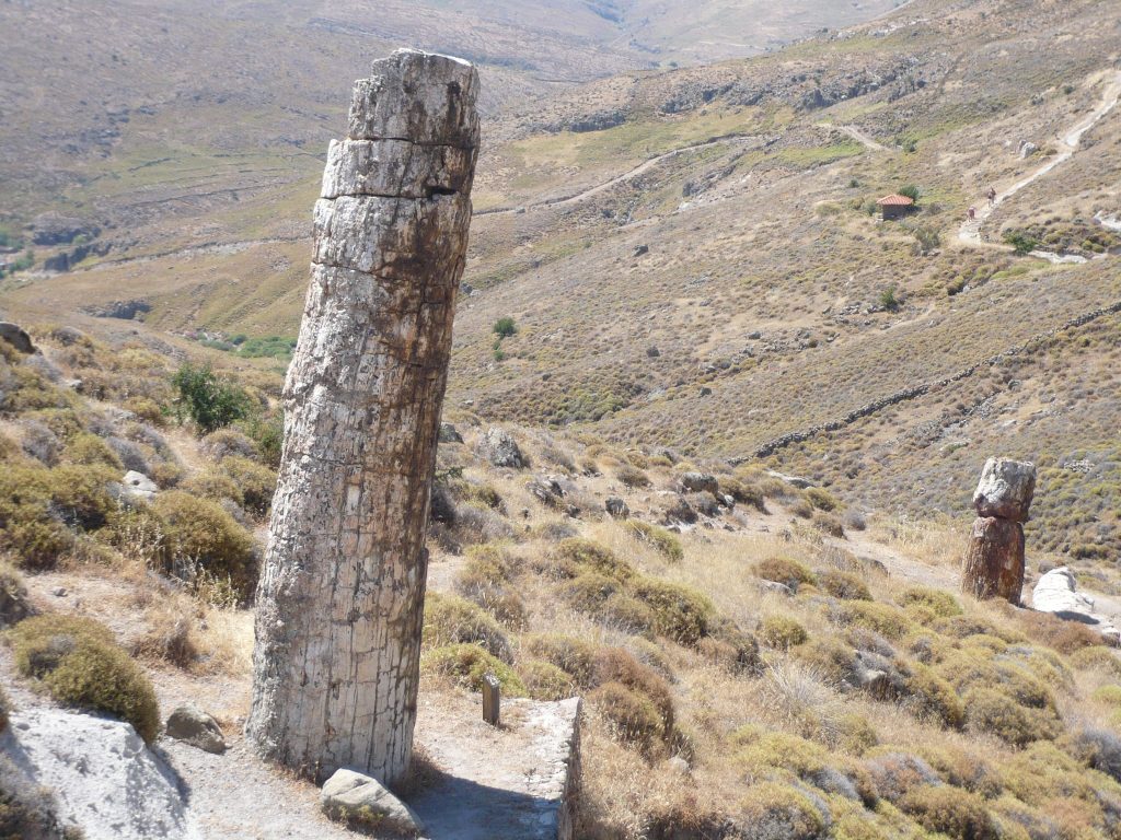 Forêt pétrifiée de Lesbos, en Grèce