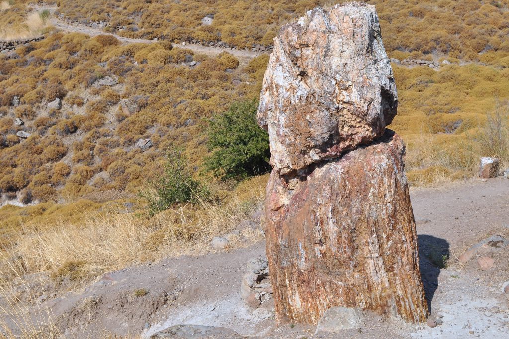 Petrified forest on island of Lesbos
