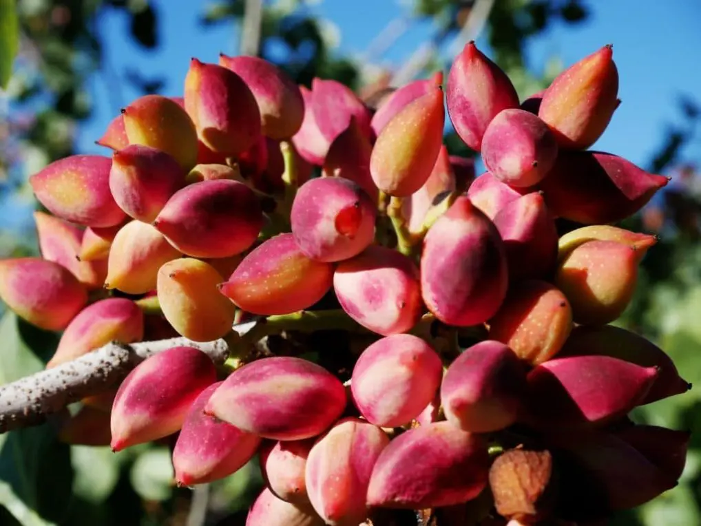 Pistachier de l’île d’Égine