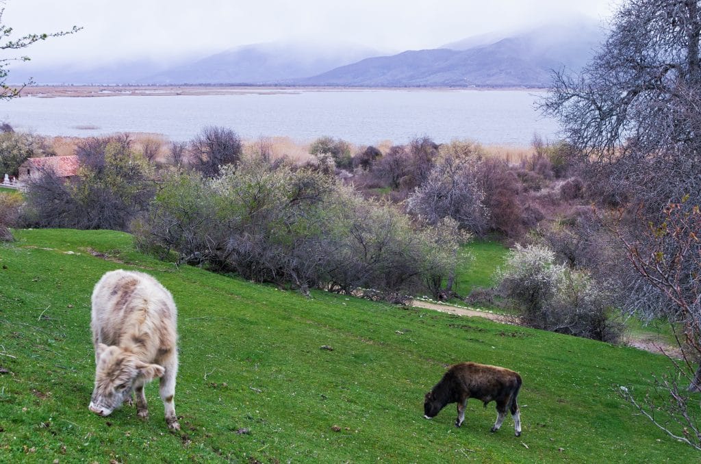 Cattle dwarfs in Agios Achilios island in Small Prespa lake, Florina, Greece
