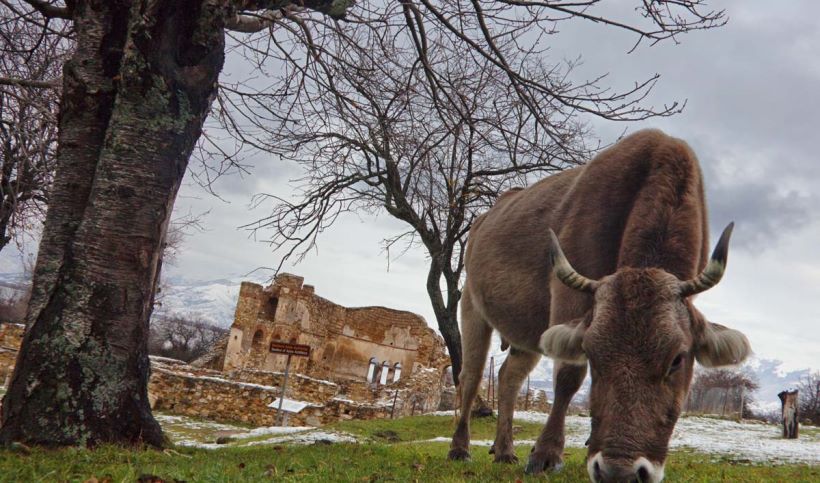 Vache naine au abords du lac de Prespes en Grèce