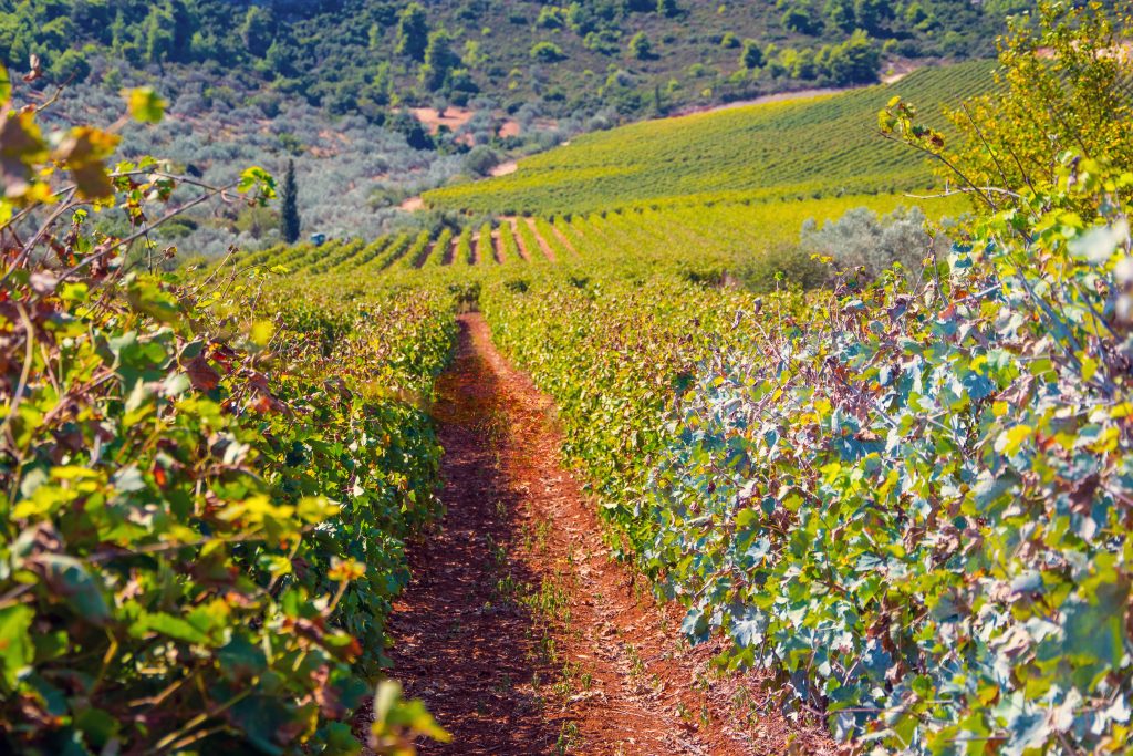 Vineyard landscape in Nemea, Peloponnese, Greece.
