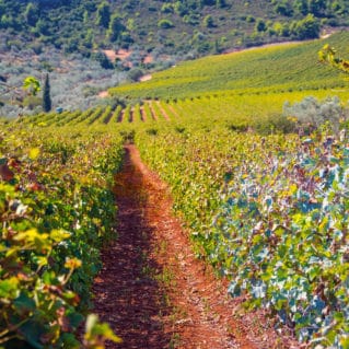 Vineyard landscape in Nemea, Peloponnese, Greece.