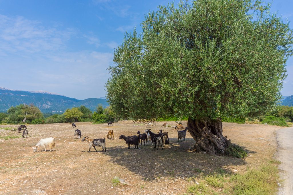Des oliviers et des chèvres sauvages sur l'île de Céphalonie