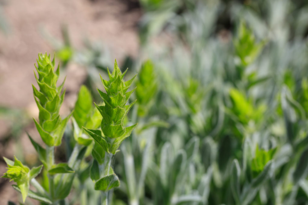 Le thé des montagnes en plante, photo