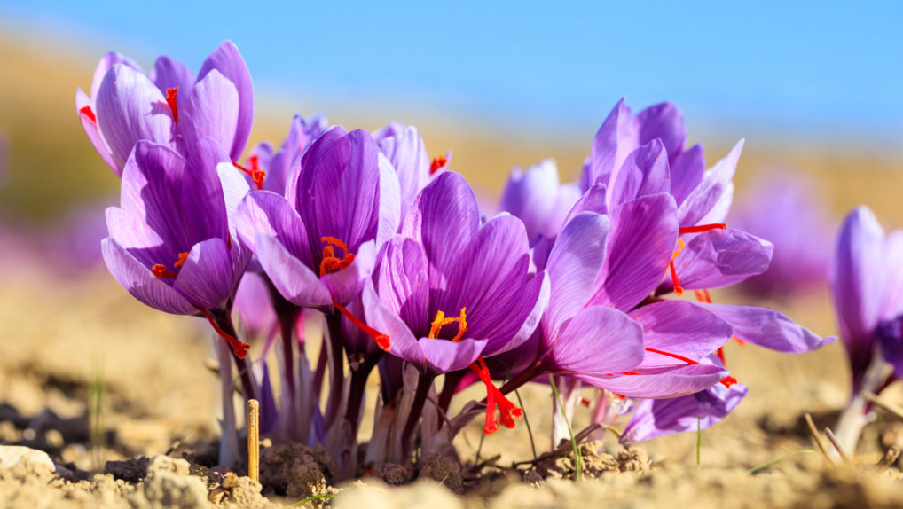 Le fleurs de safran (krokos) dans un champ à Kozani au nord de la Grèce